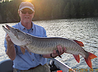 Giant Muskie Fishing a Zara Spook at Fireside Lodge by Jerry Amer